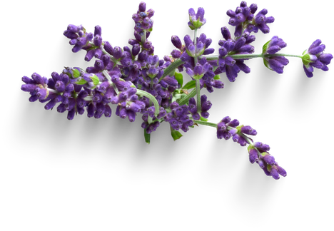 Lavender bouquet